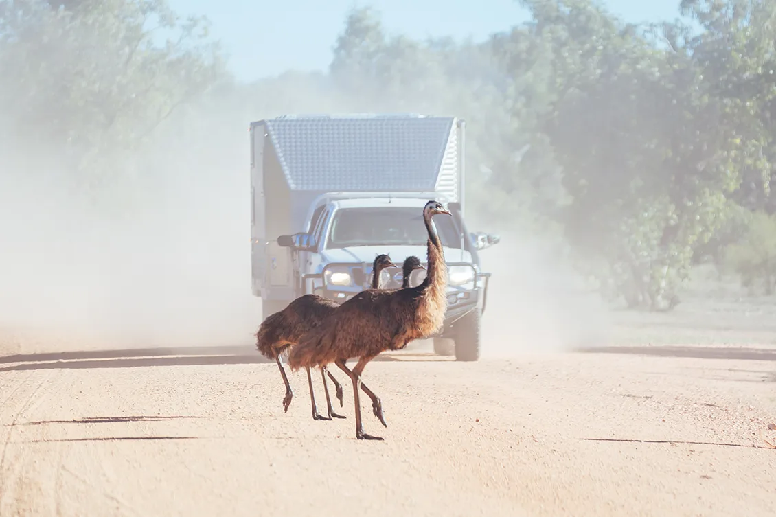 Emus crossing a road in australia 2021 08 30 00 31 30 utc
